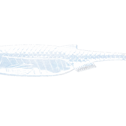 KRAKEN SHAD -003-BLUE PEARL.png